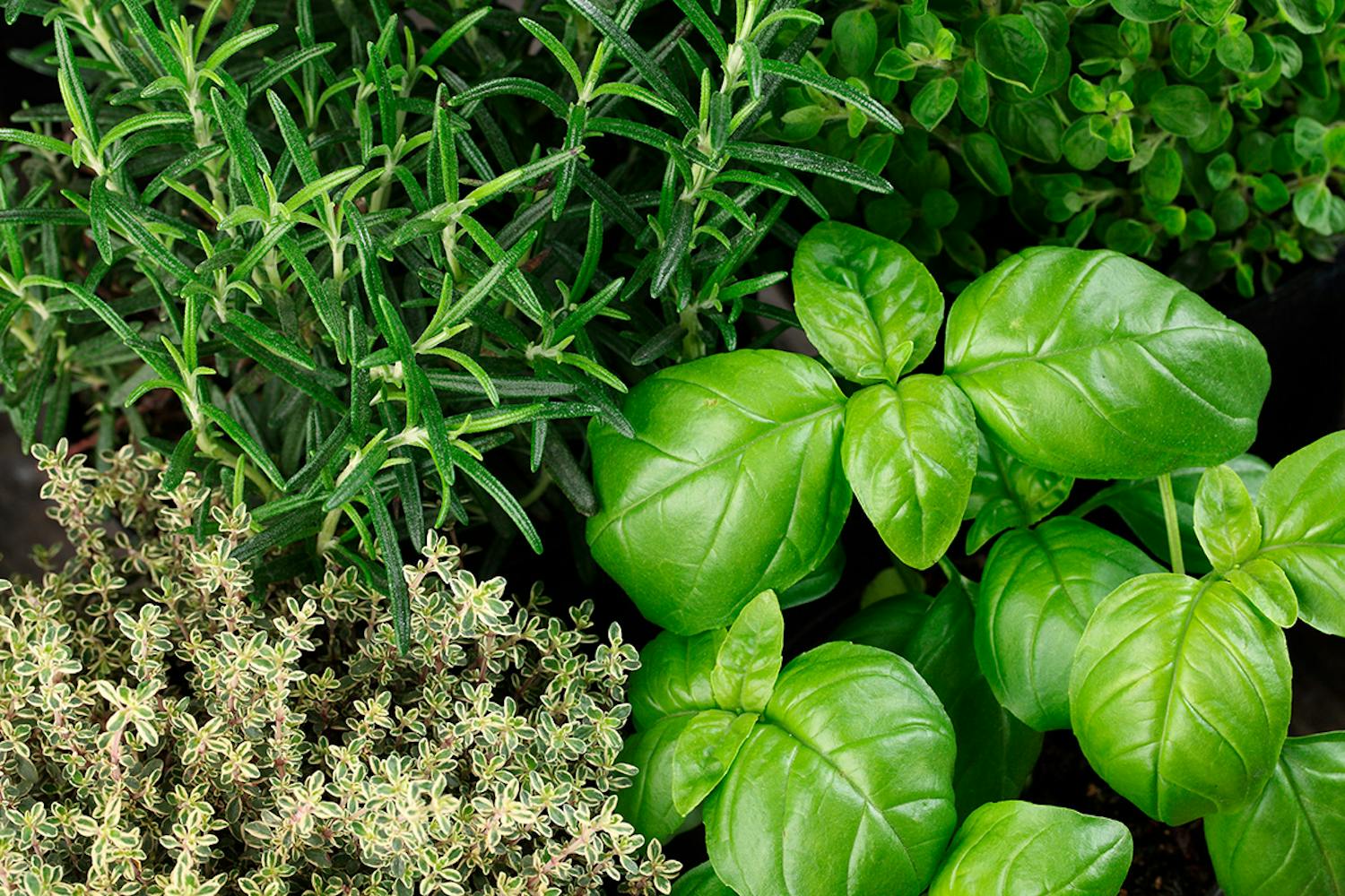 Plante krydderurter i hagen Krydderurter i hagen